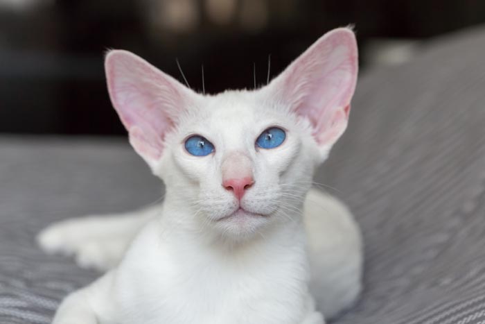 Foreign white cat