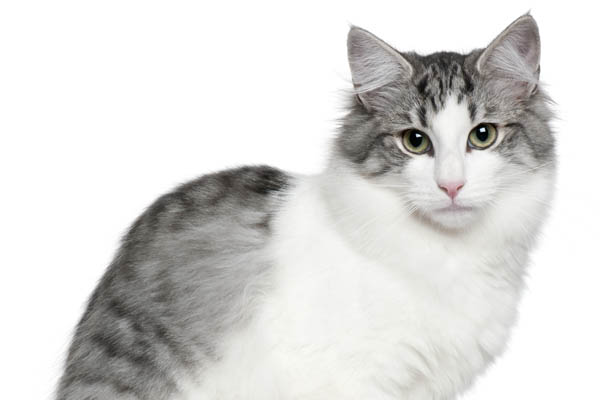 Grey and white Norwegian Forest Cat