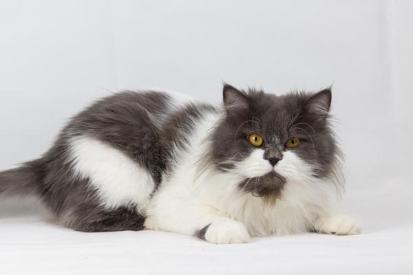 Grey and white Persian cat