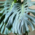 Is Swiss Cheese Plant (Monstera Deliciosa) Toxic To Cats?