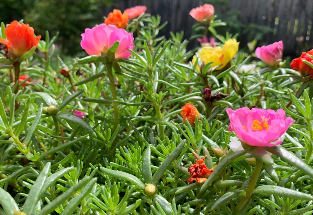 Is portulaca toxic to cats?