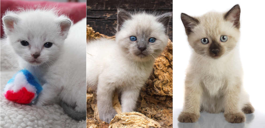 Siamese kittens growing from white to seal point