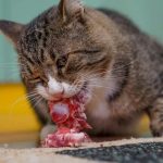 Why Can Cats Eat Raw Meat Without Getting Sick?