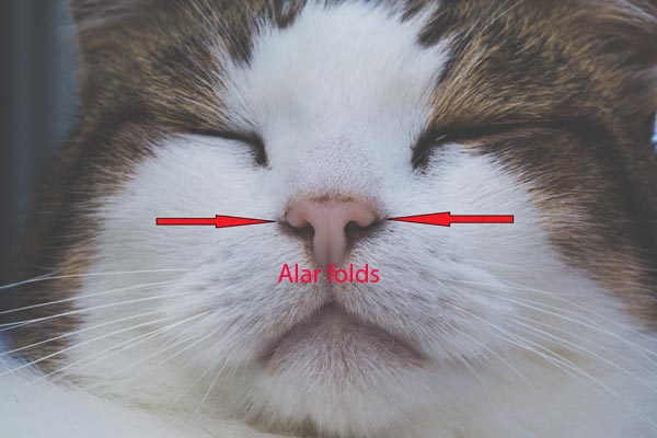 Alar fold in cats