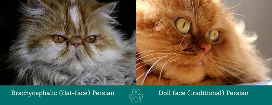 Brachycephalic vs doll-face Persian cats