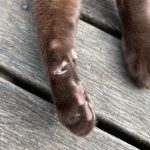 What is the Dewclaw on Cats?