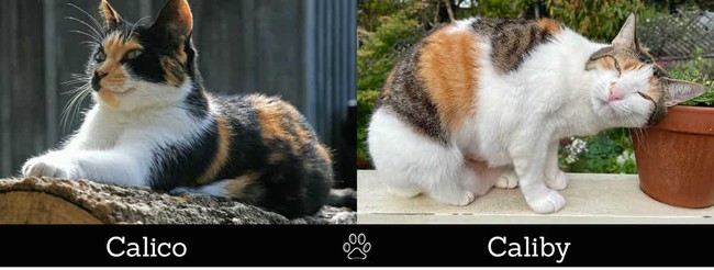 Difference between a calico and caliby cat