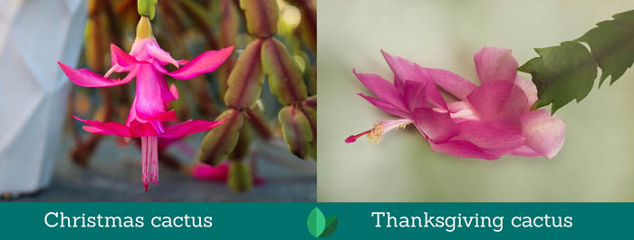 Difference between thanksgiving and Christmas cactus