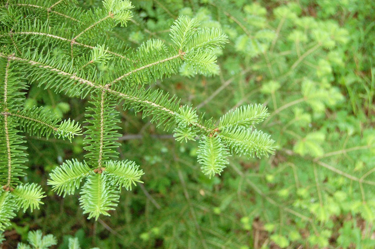 Is balsam fir toxic to cats?