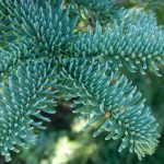 Is Noble Fir (Abies procera) Toxic to Cats?