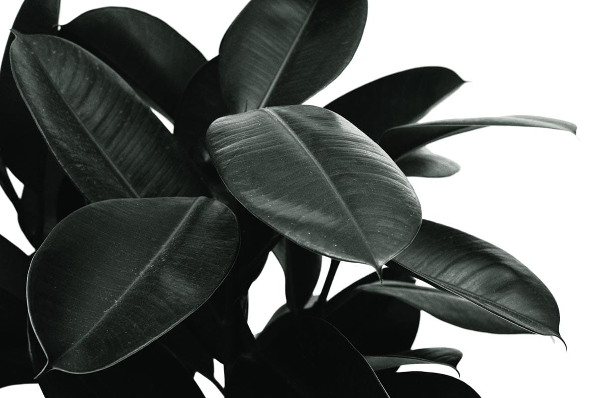 Is Rubber Plant (Ficus Elastica) Toxic to Cats? - Cat-World