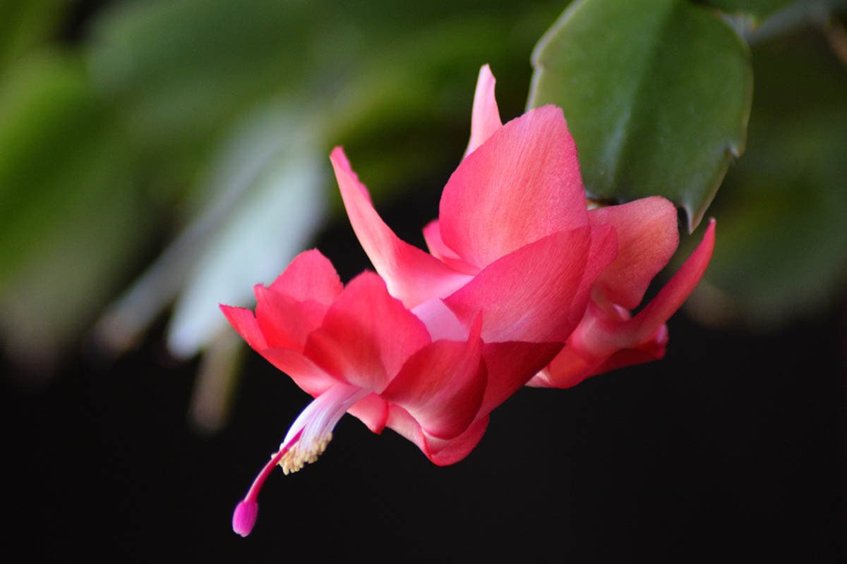 Is Thanksgiving cactus toxic to cats?