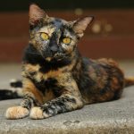 Torbie vs Tortie Cat: What is the Difference?