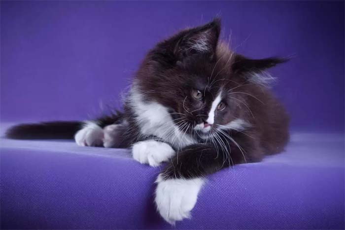 Black and white Maine Coon