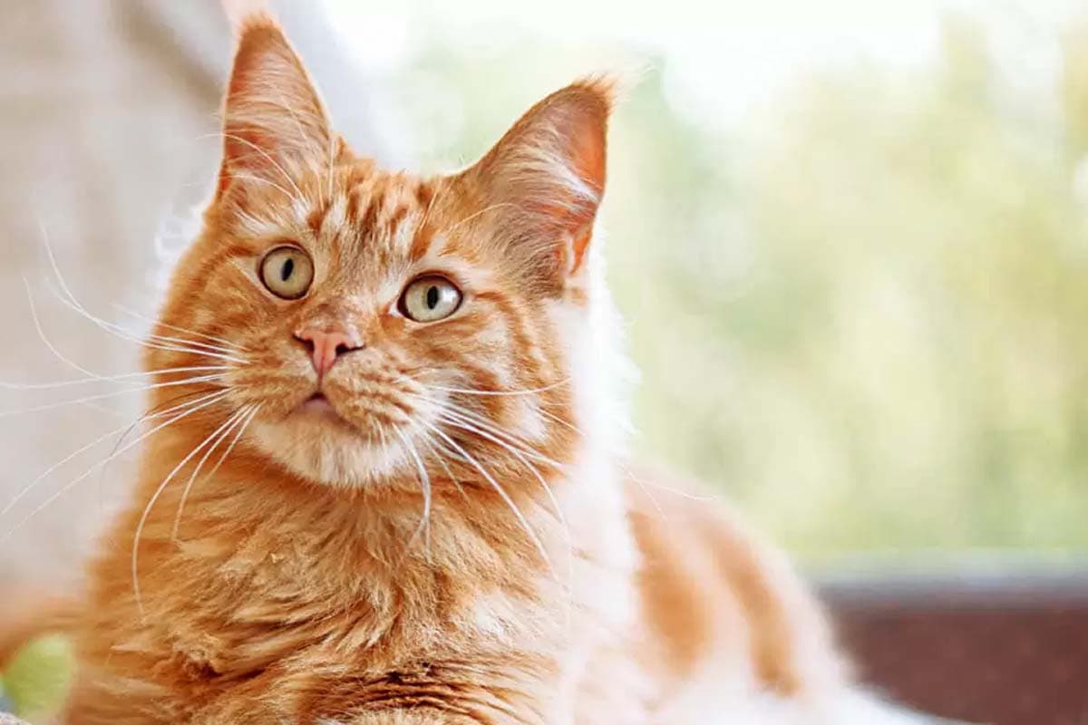 Ginger cat breeds