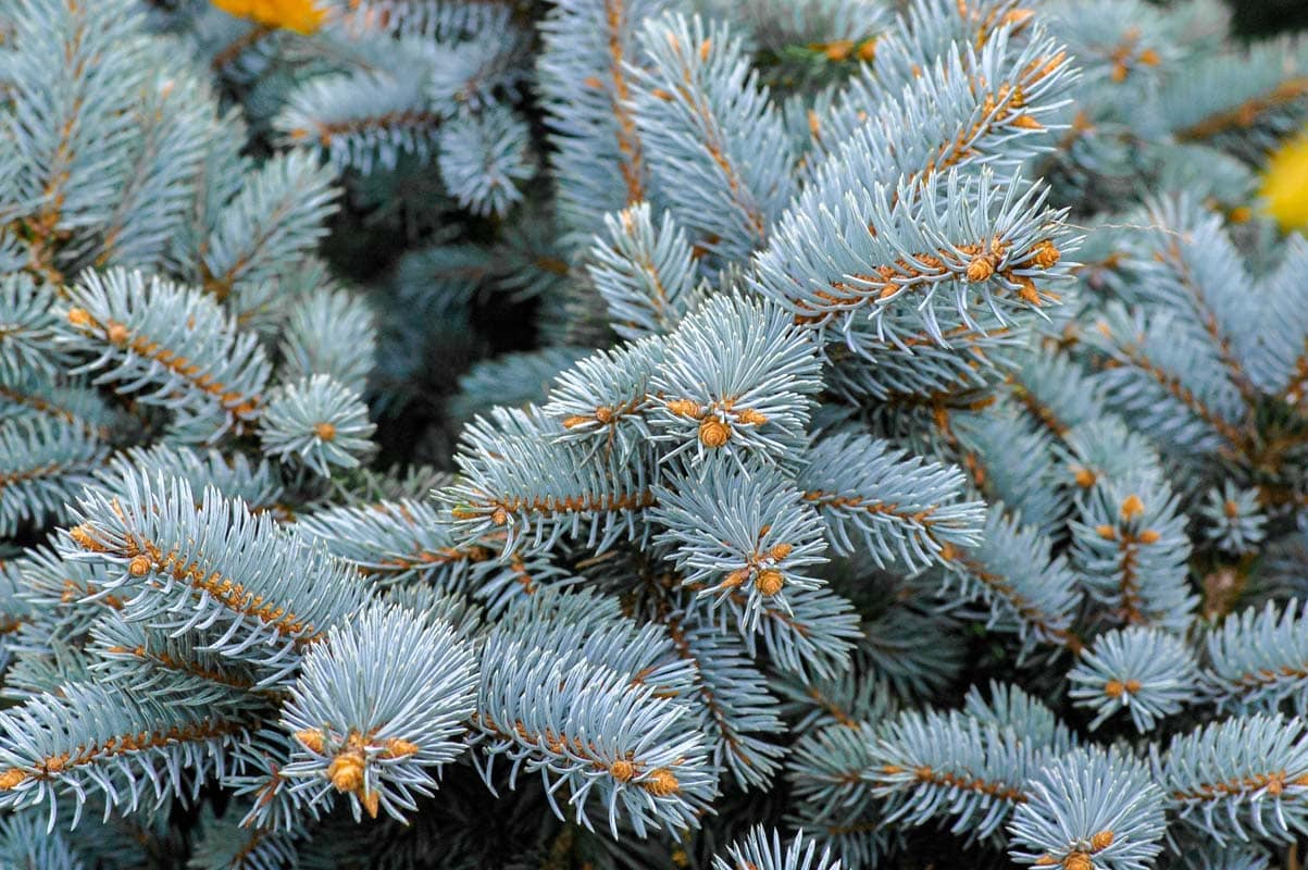 Is blue spruce toxic to cats?