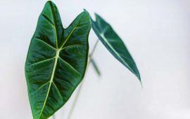 Is Elephant's Ear (Alocasia) Toxic to Cats?