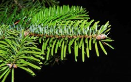 Is Grand Fir (Abies grandis) Toxic to Cats