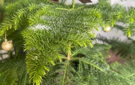 Is Norfolk Island Pine Toxic to Cats?
