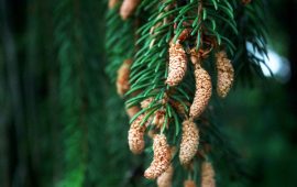 Is Norway Spruce (Picea abies) Toxic to Cats?