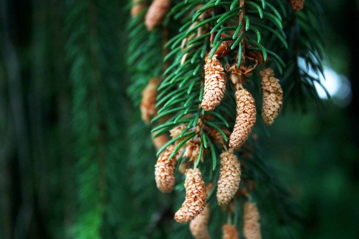 Is Norway Spruce toxic to cats?