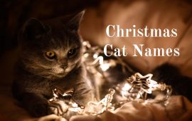 140+ Christmas Cat Names For Male and Female Cats