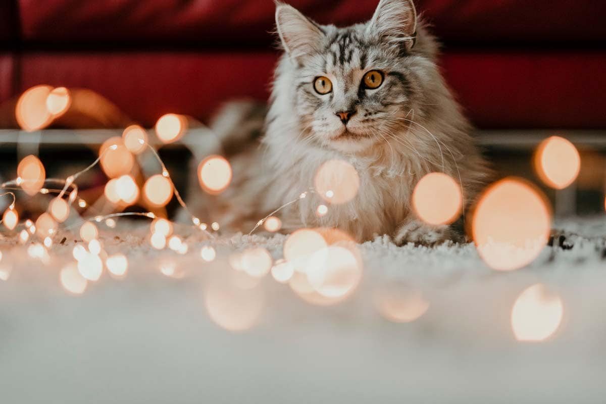 Male Christmas cat names
