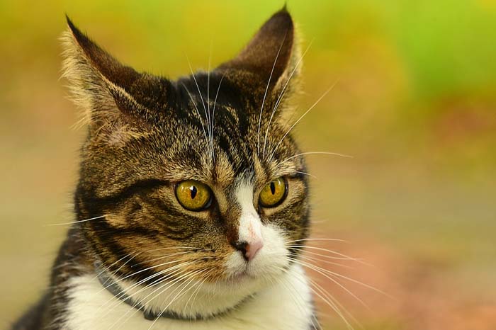 Cats rotate their ears to hear sounds