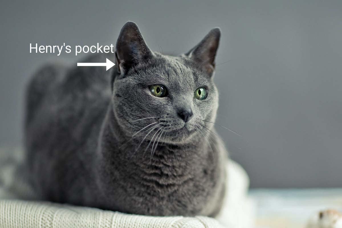 What is Henry's pocket in cats?