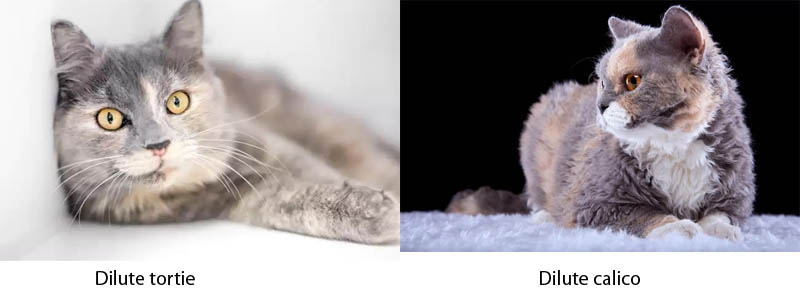 Dilute tortie vs dilute calico cat