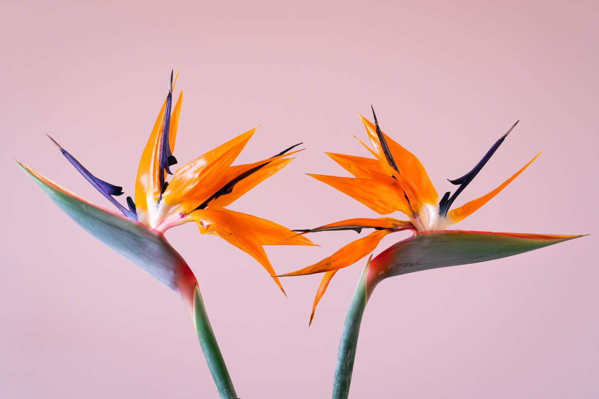 Is Bird of Paradise (Strelitzia reginae) Toxic to Cats