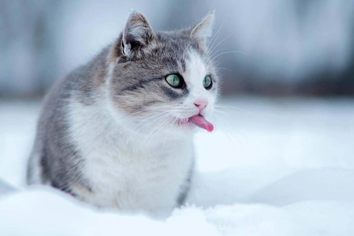What triggers cats to grow a winter coat?