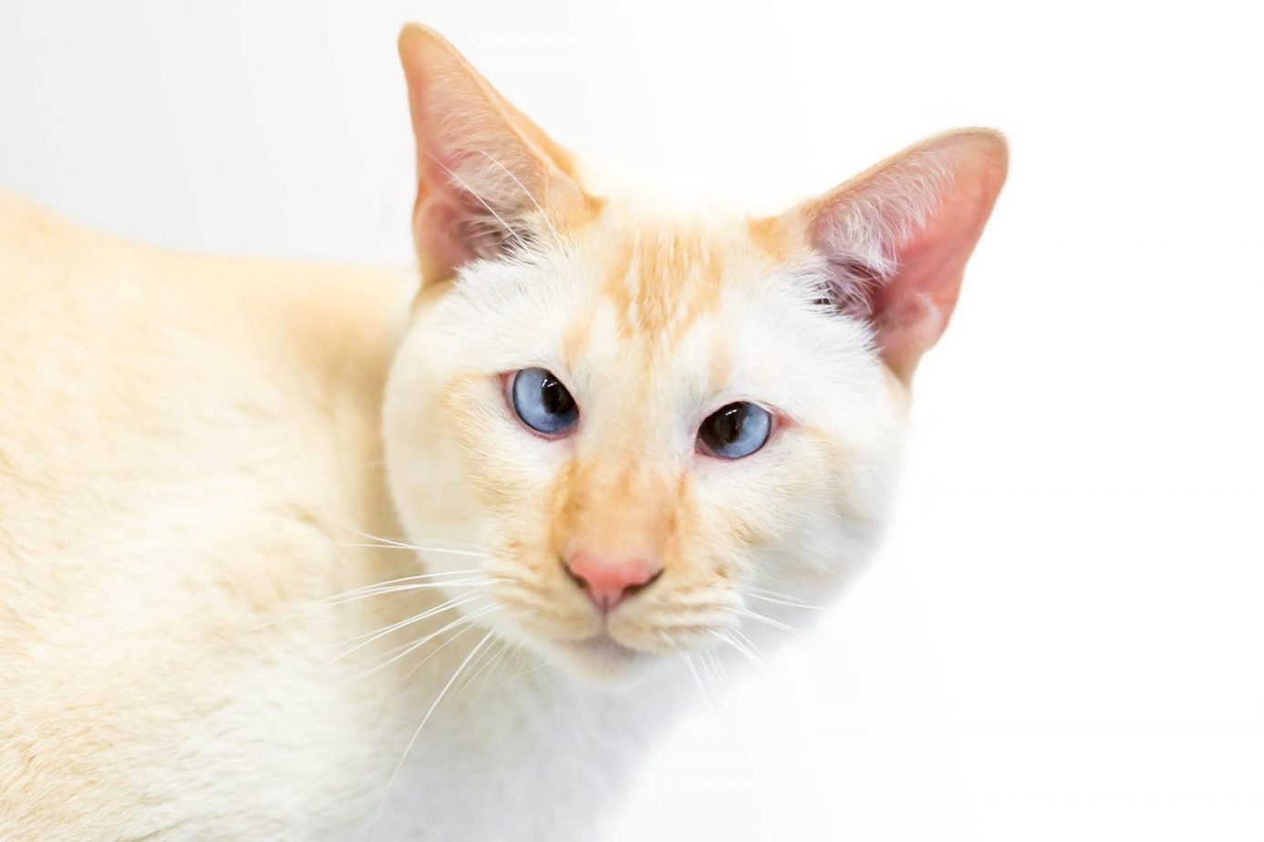 Flame point Siamese with crossed eyes