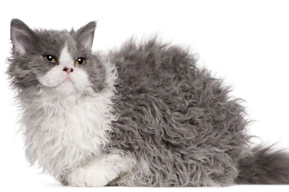 Blue and white Selkirk Rex