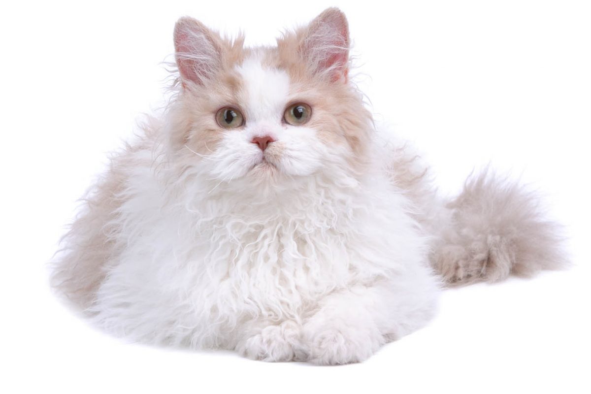 Cream and white Selkirk Rex