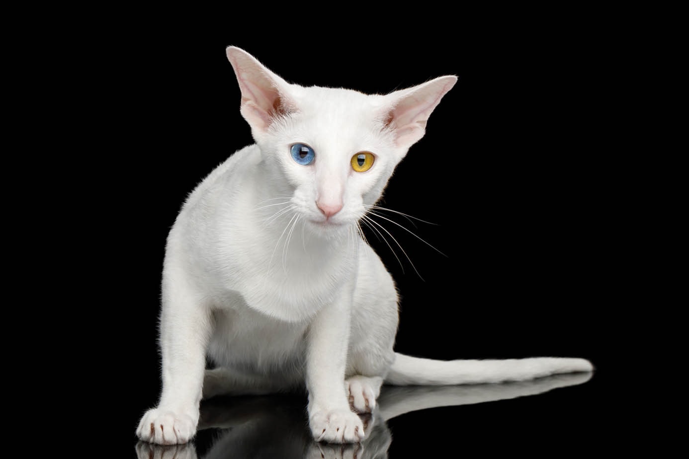 foreign white cat