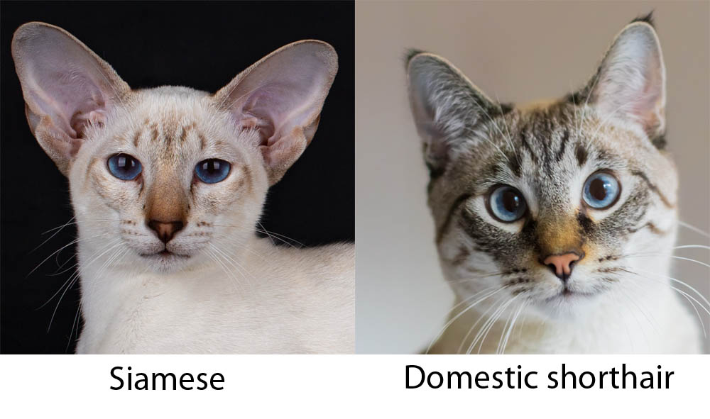 Siamese compared to domestic shorthair