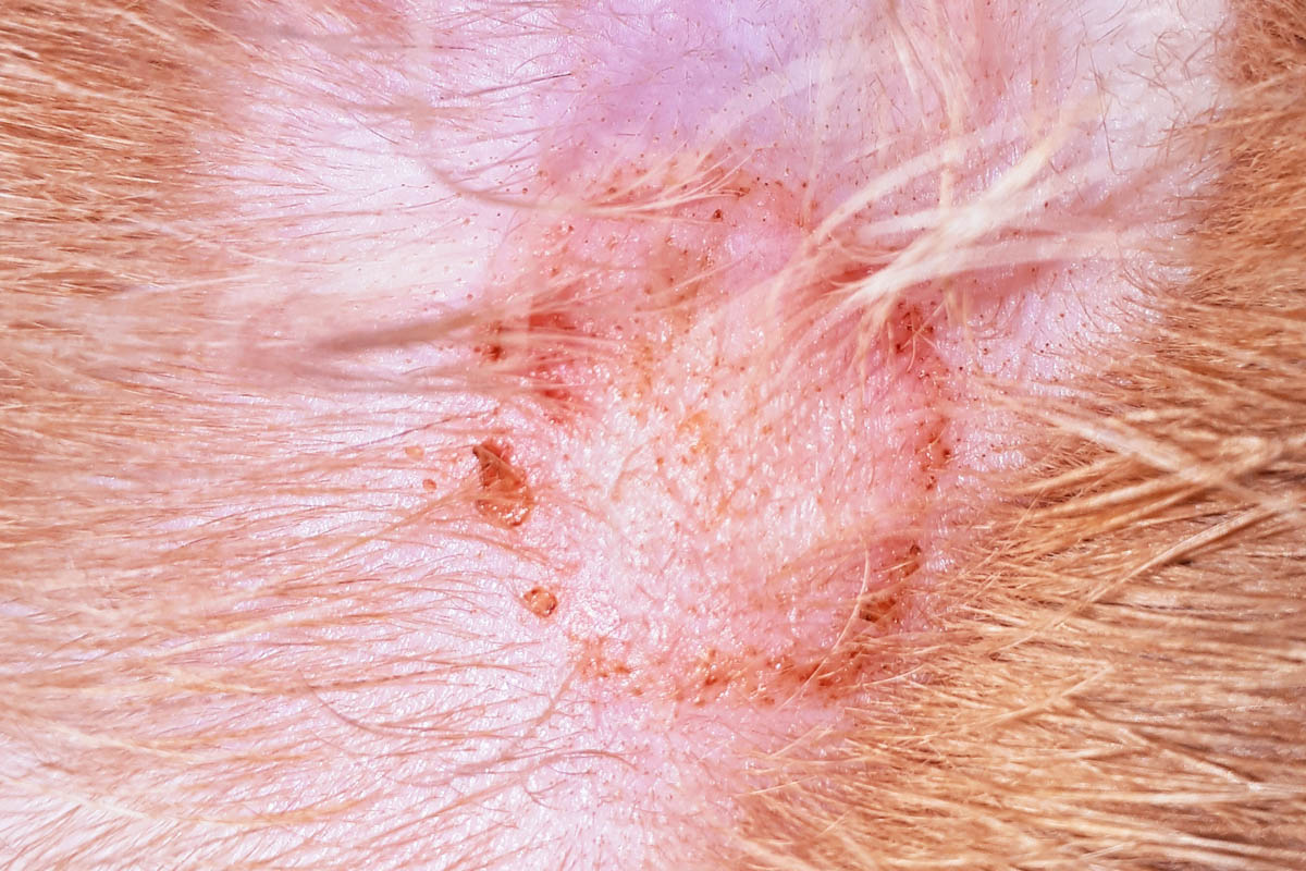 ringworm on cats