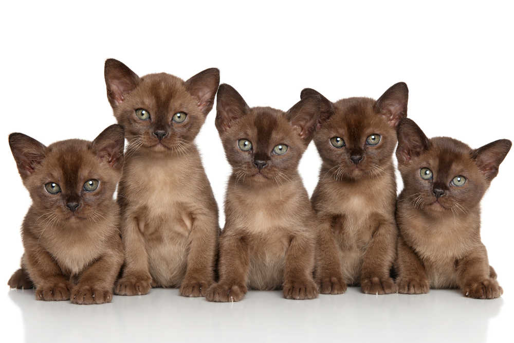 chocolate brown kittens