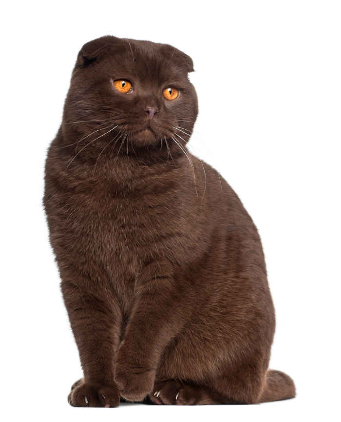 scottish fold brown cat