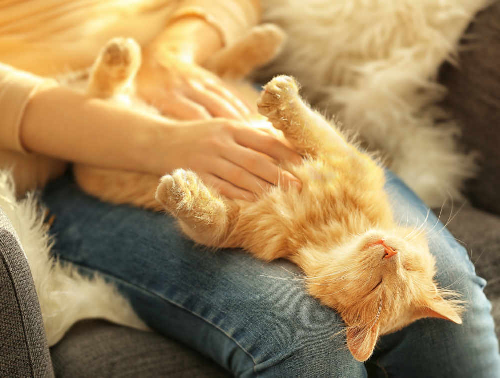 cat loving a belly rub