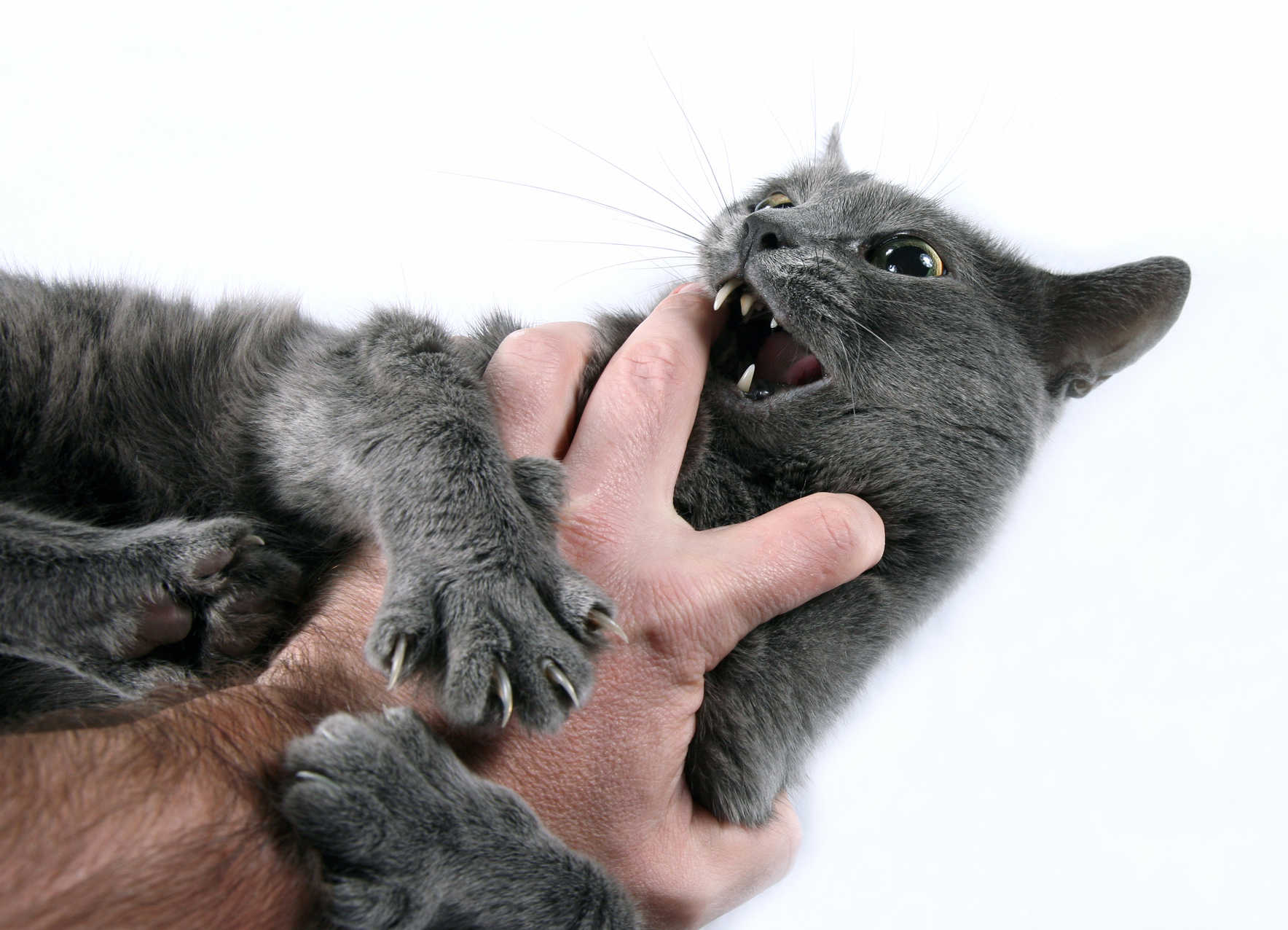 cat biting owner's hand after petting