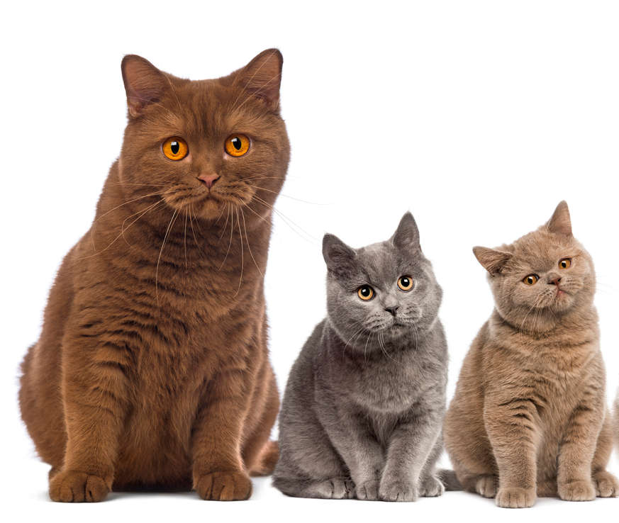 Group of British Shorthairs sitting in front of a white background