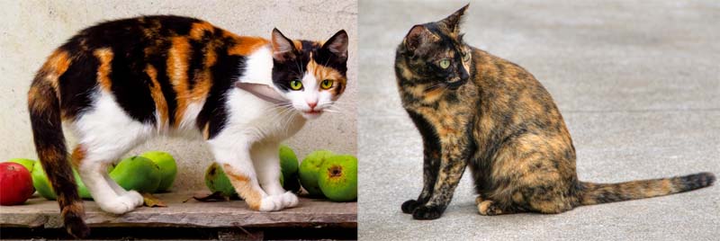 Calico cat vs tortie cat