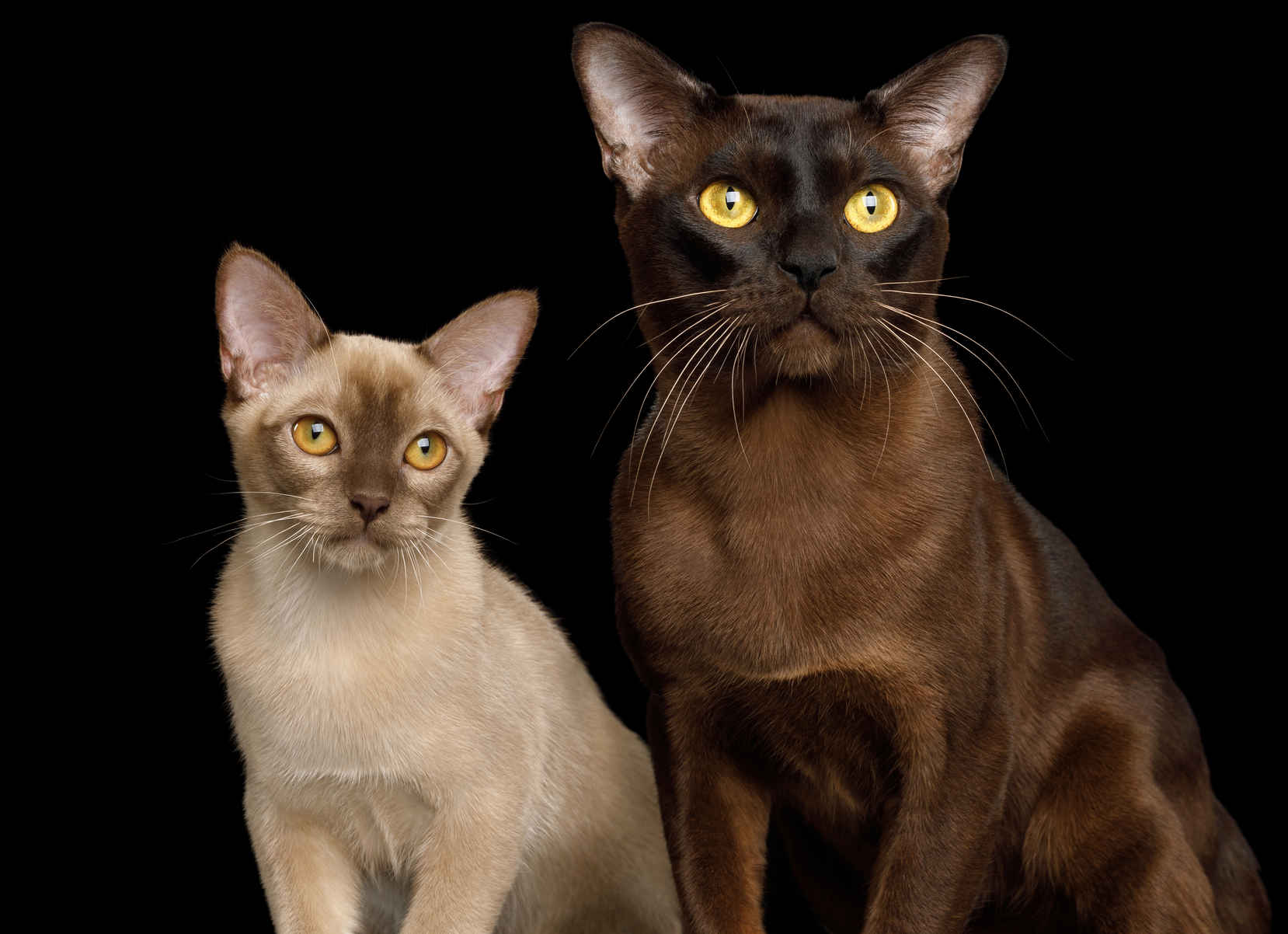 brown and sable burmese cats