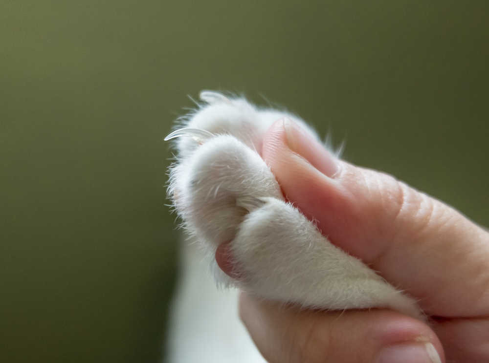 Why Are My Cat's Nails Splitting? Tips From a Vet - Cat-World