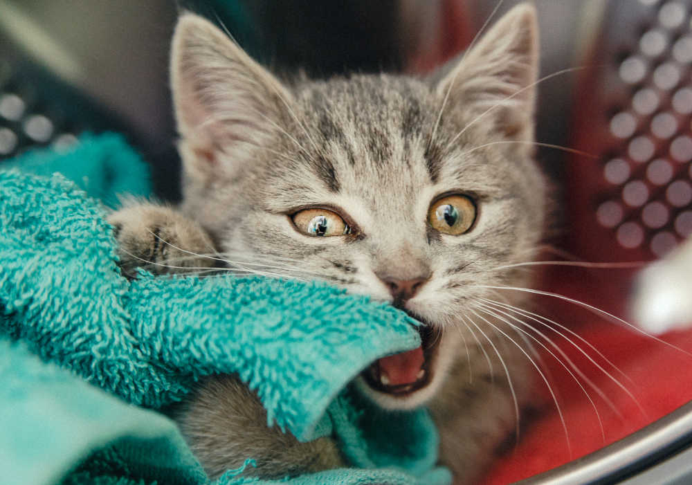 overstimulated cat biting blanket