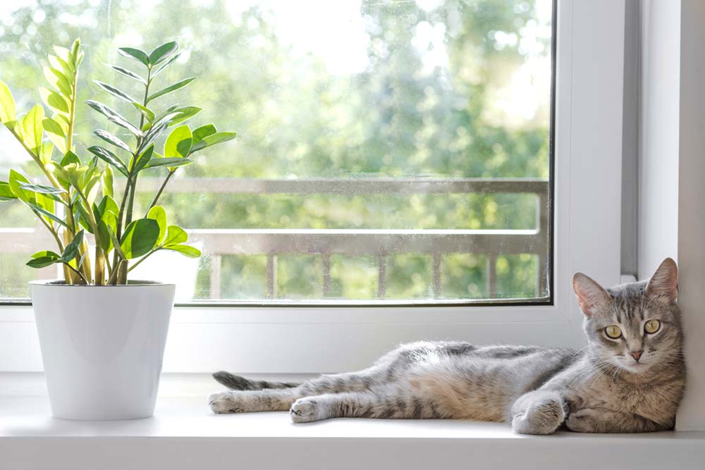 Are ZZ Plants Toxic to Cats?