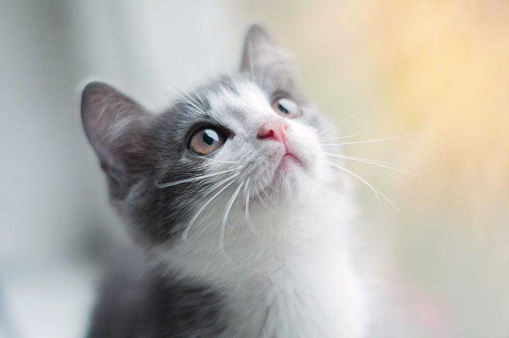 Cats Eyelashes and Feline Eyelash Disorders