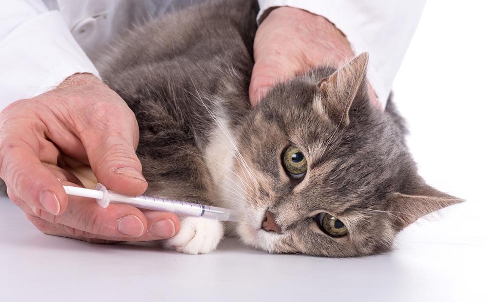 Dewormed Your Cat